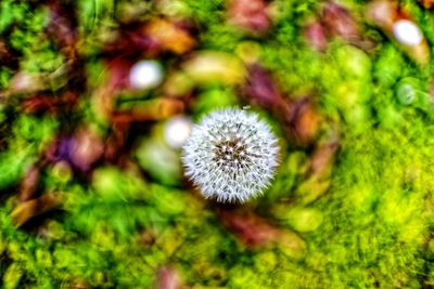 Close-up of dandelion on plant