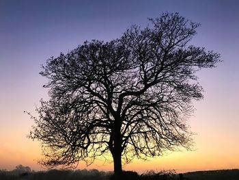 Close-up of silhouette tree against sky at sunset