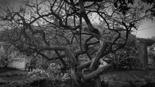 Low angle view of tree against sky