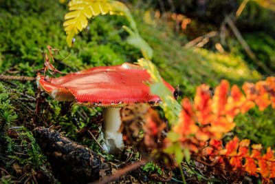 Close-up of mushroom on field