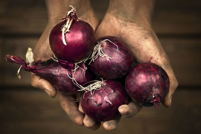 Hands holding red onions, studio shot