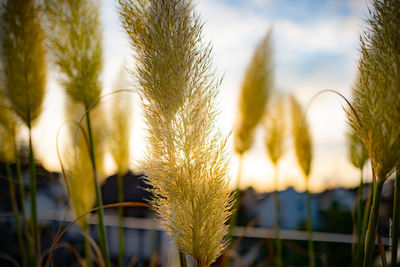 Close-up of stalks in field against sky