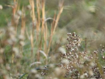 Close-up of white flowering plants on field