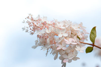 Low angle view of cherry blossoms against sky