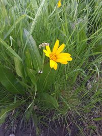 Close-up of yellow flowering plants on land