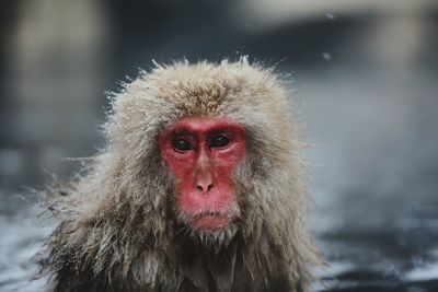 Portrait of a monkey