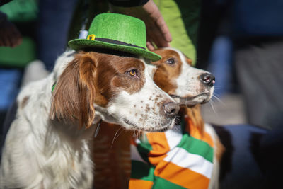 Close-up of dog looking away outdoors