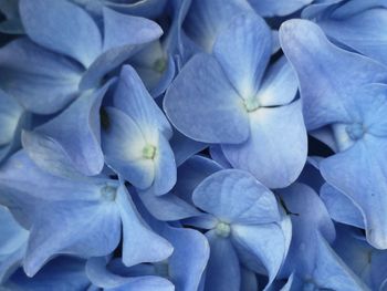 Full frame shot of purple hydrangea flowers