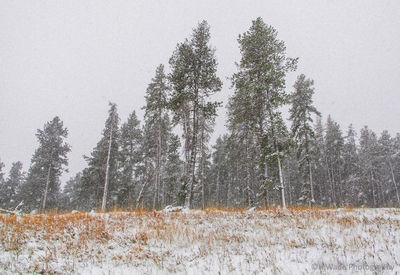 Trees on snow covered landscape against sky