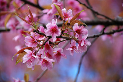 Close-up of cherry blossoms