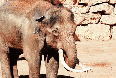 Elephant standing against stone wall