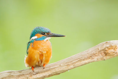 Close-up of bird perching on tree