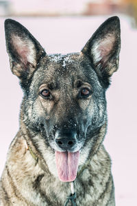 Close-up portrait of dog