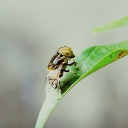 Close-up of insect on leaf