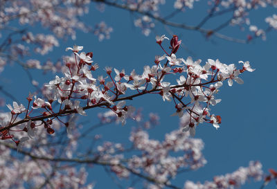 Low angle view of cherry blossoms against sky