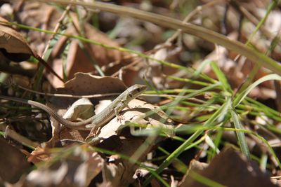 Close-up of a lizard on plant