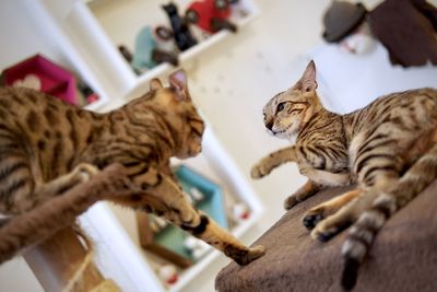 High angle view of a cat at home