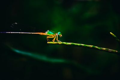 Close-up of damselfly on leaf