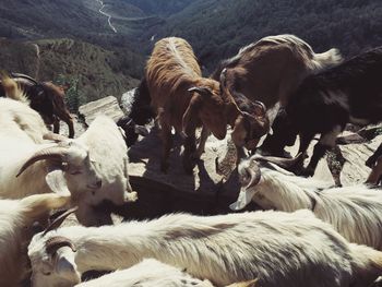 View of sheep on field