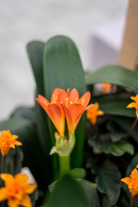 Close-up of orange flowering plant