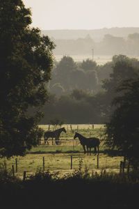 Horses grazing in a field