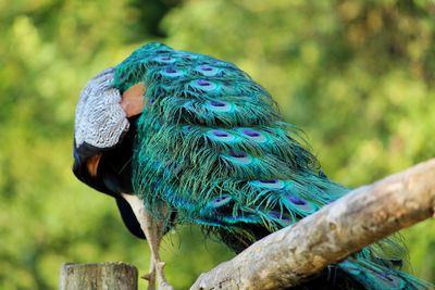Close-up of parrot perching on blue wall