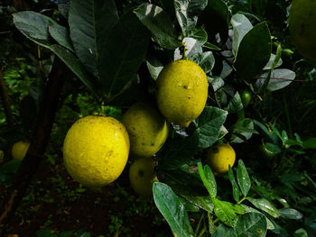 Close-up of fruits on tree