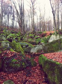 Plants and trees in forest