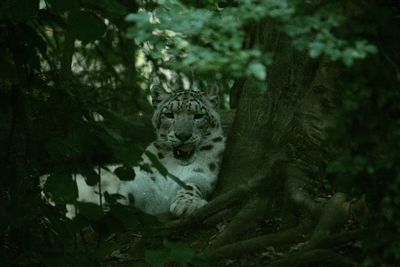 Portrait of cat amidst green leaves