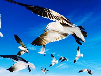 Low angle view of seagulls flying against clear blue sky