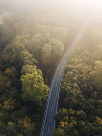 Aerial view of road in forest