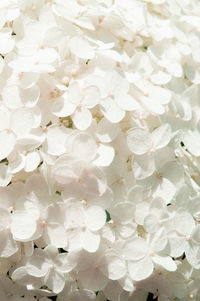 Full frame shot of white flowering plant