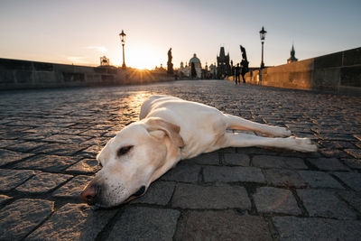 Cute dog enjoying sunrise in city. labrador retriever resting on charles bridge in prague.