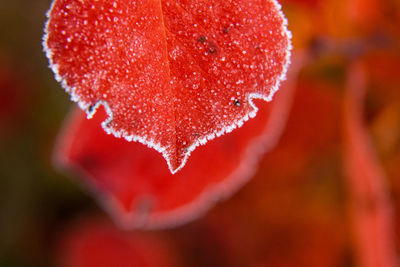 Beautiful red aronia leaves with a frosty edge. morning scenery in the garden. 