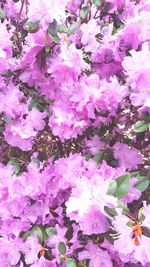 Full frame shot of pink flowers