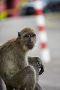 Long-tailed macaque resting and staring at the camera