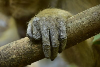 Close-up of assames macaque hand