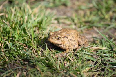 Close-up of toad in grassy field