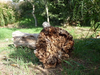 Dead tree on field in forest