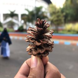 Close-up of hand holding pine cone