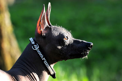 Close-up of an animal looking away