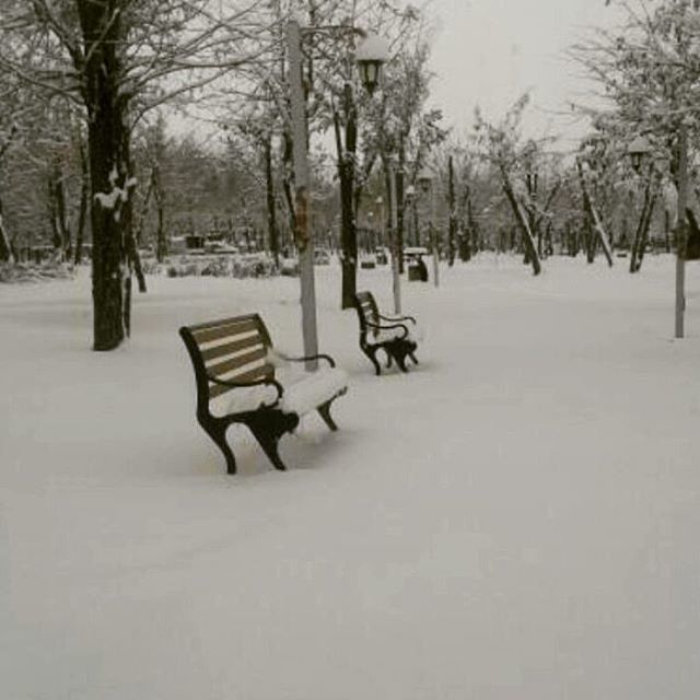 snow, winter, tree, cold temperature, empty, season, absence, weather, bench, chair, covering, tranquility, nature, tree trunk, seat, tranquil scene, park bench, day, bare tree, outdoors