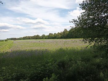 Scenic view of field against sky