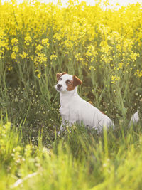 View of dog on field