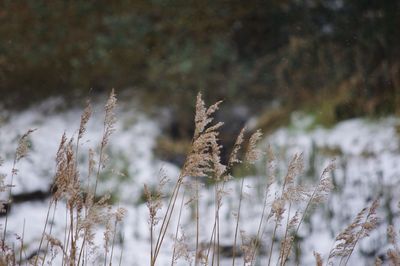 Close-up of plants during winter