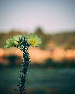 Close-up of yellow flowering plant against sky