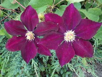 Close-up of pink flowering plant