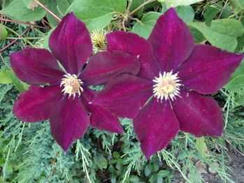 Close-up of pink flowering plant