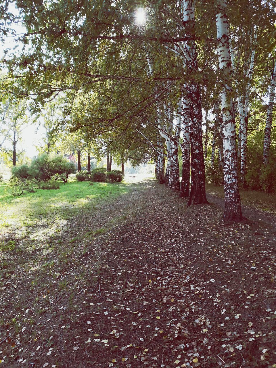 TREES ON ROAD