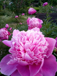 Close-up of pink flowers blooming outdoors